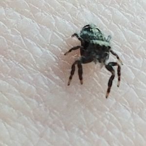 Meet your Posher, Allen